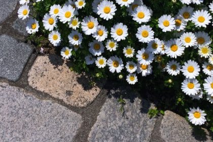 Gartenbau, Landschaftsbau, Soka-Bau Beitragspflicht